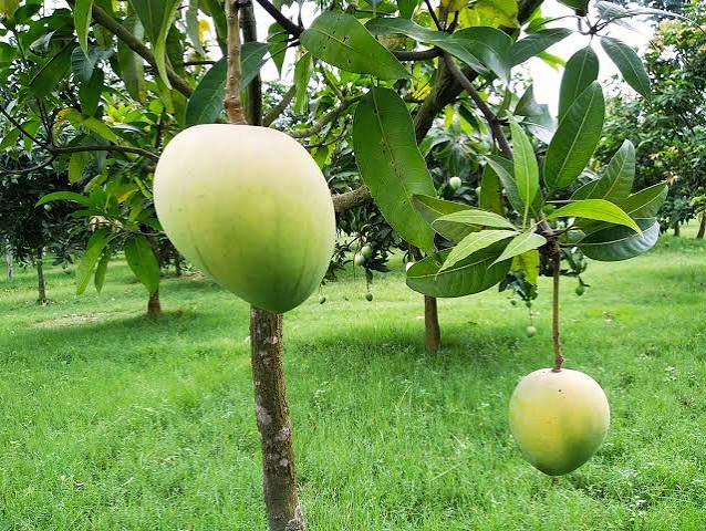 🥭 হাড়িভাঙ্গা আম – রংপুরের বিখ্যাত সুস্বাদু আম।